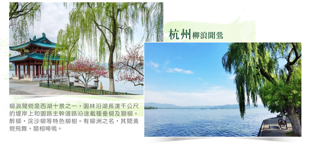 浙江杭州柳浪聞鶯